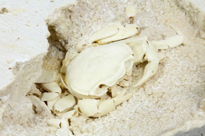 Fossil Crab (Potamon) Preserved in Travertine - Turkey #121380